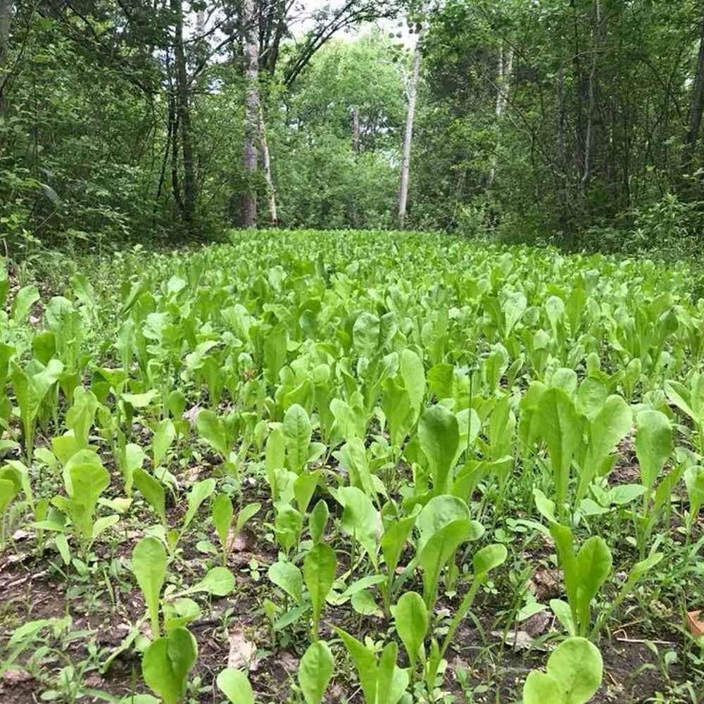 Domain Outdoor Food Plot Seed Hot Chic 3lb Jug (Plants 1/2 ACRE) - Image 2