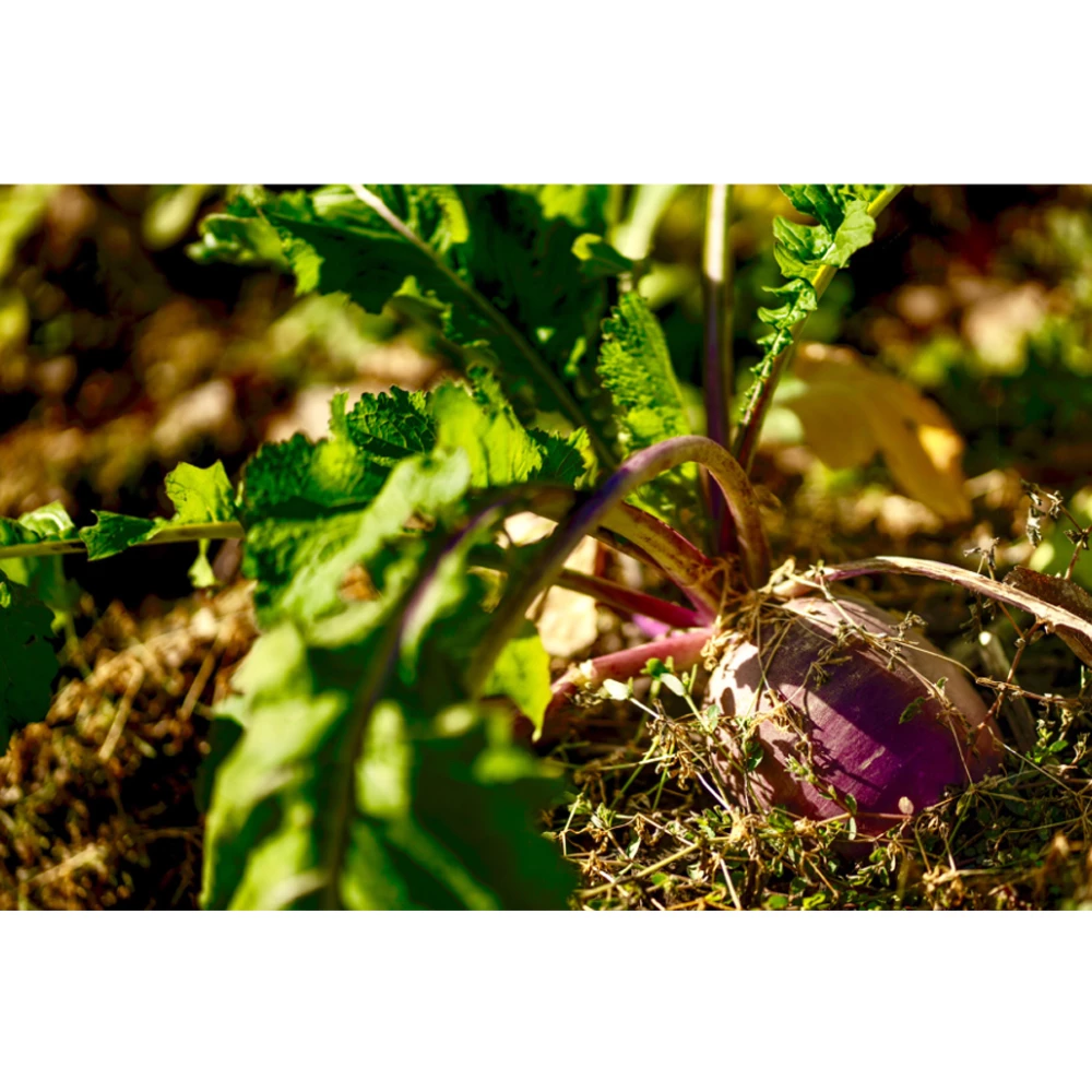 Real World Wildlife Products Plot Topper 3lb Jug - Image 2